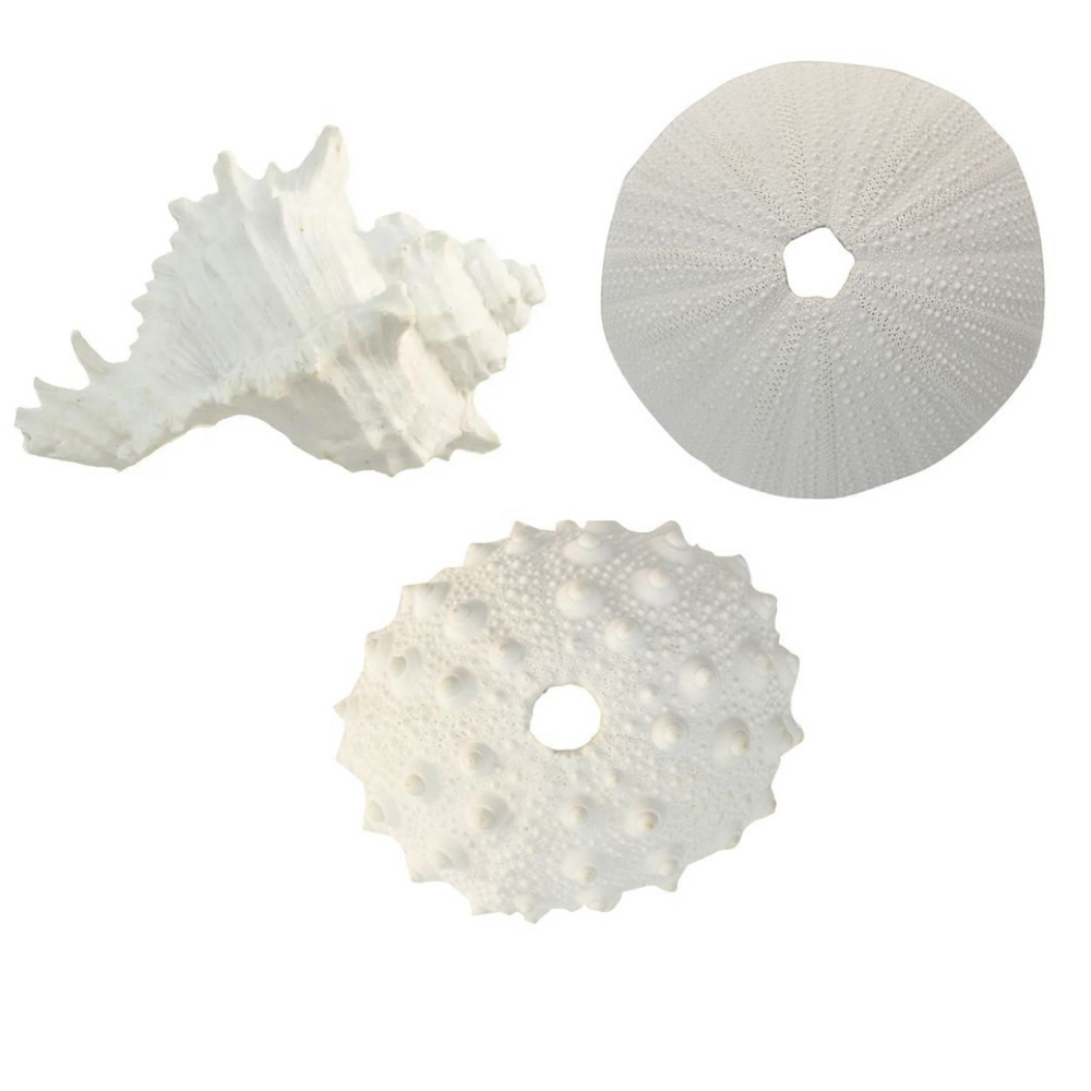 Set of three white shells