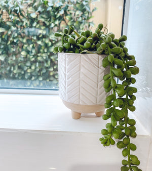 Piper small ceramic planter with succulent on sunny windowsill - natural home styling with 7.5cm decorative pot