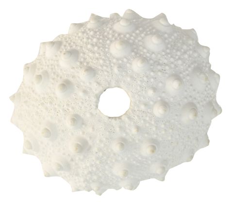white polyresin spiky urchin coral