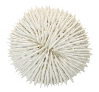 white polyresin fungia coral