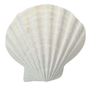 White scallop polyresin sea shell