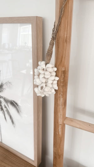 coastal shell cluster displayed on wooden ladder